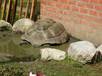 tortue géante